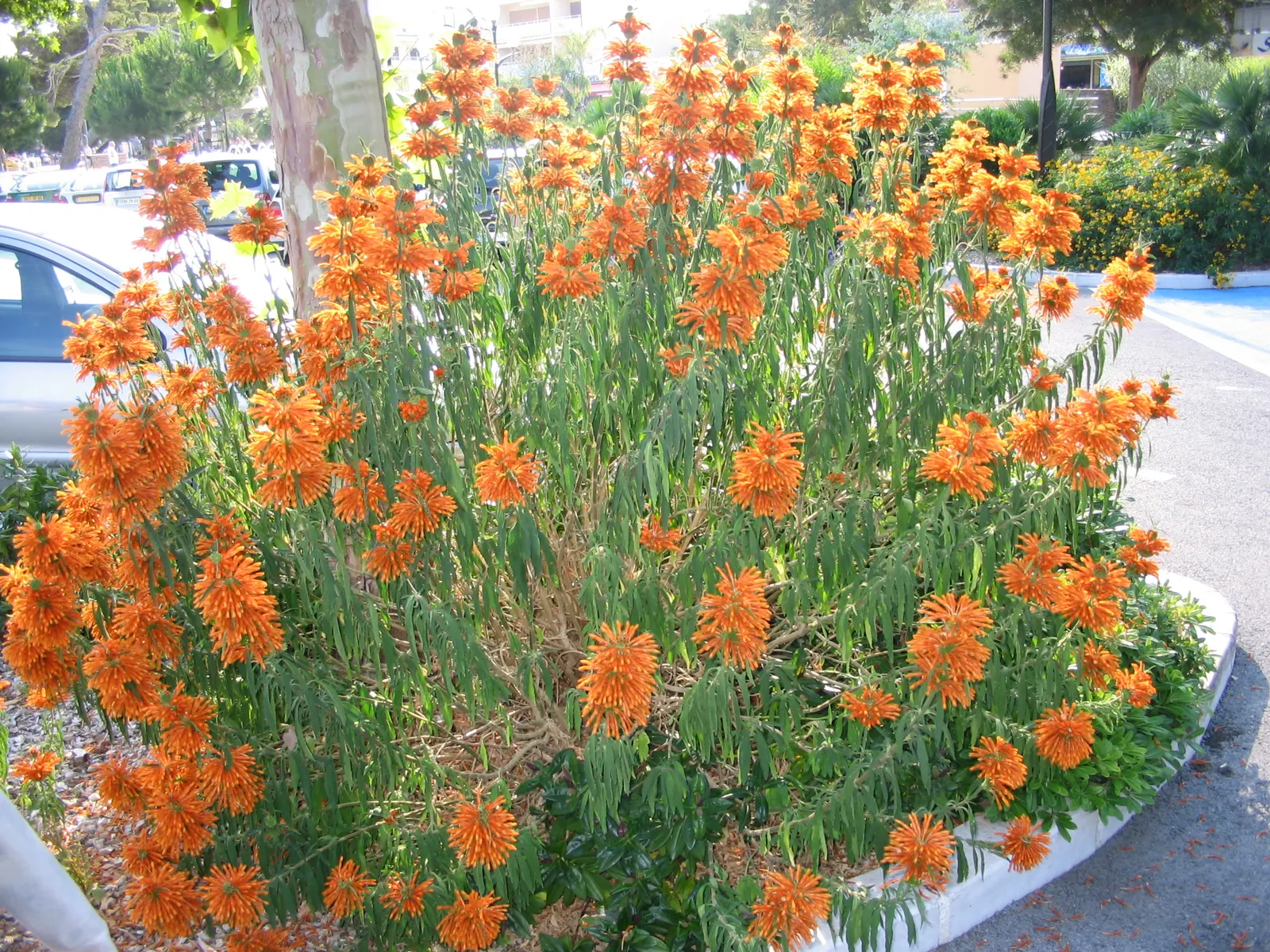 Lion's Tail (Leonotis Leonurus) — Indigenous to South Africa, this sun-loving perennial thrives in USDA zones 8-11 and enjoys well-drained soils; that can grow