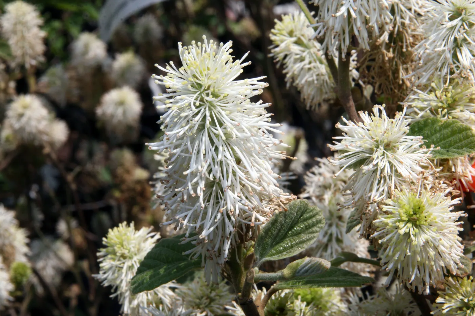 Dwarf Forthergilla (Fothergilla Gardenii) — Thrives in part shade to full sun and prefers acidic, moist, well-drained soil