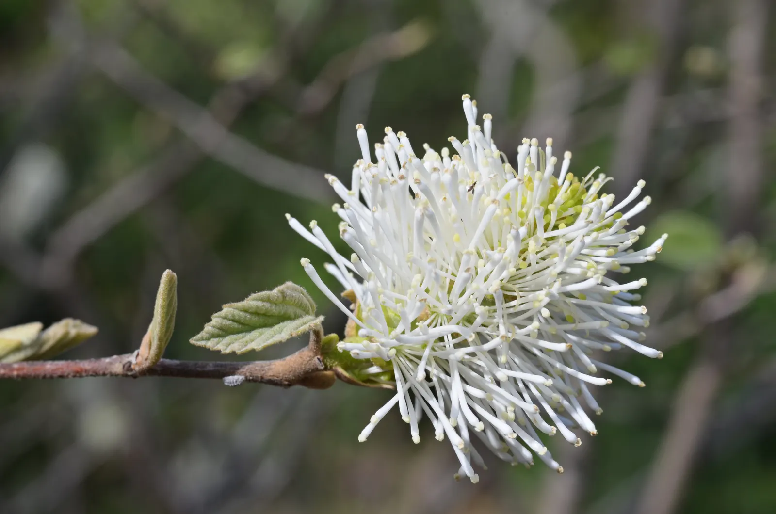 Dwarf Forthergilla (Fothergilla Gardenii) — making it a readily manageable option for gardeners of all skill levels.<br><br>In a landscape design; although it