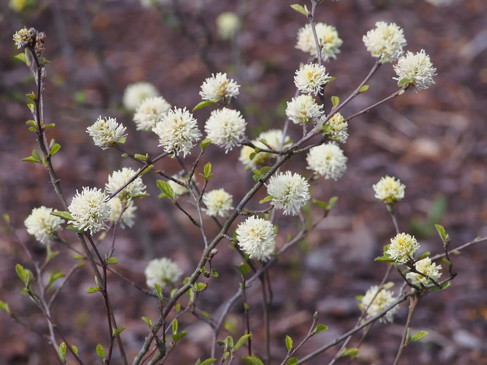 Dwarf Forthergilla (Fothergilla Gardenii) — Dwarf Fothergilla (Fothergilla gardenii) is a deciduous shrub; thrives in part shade to full sun and prefers