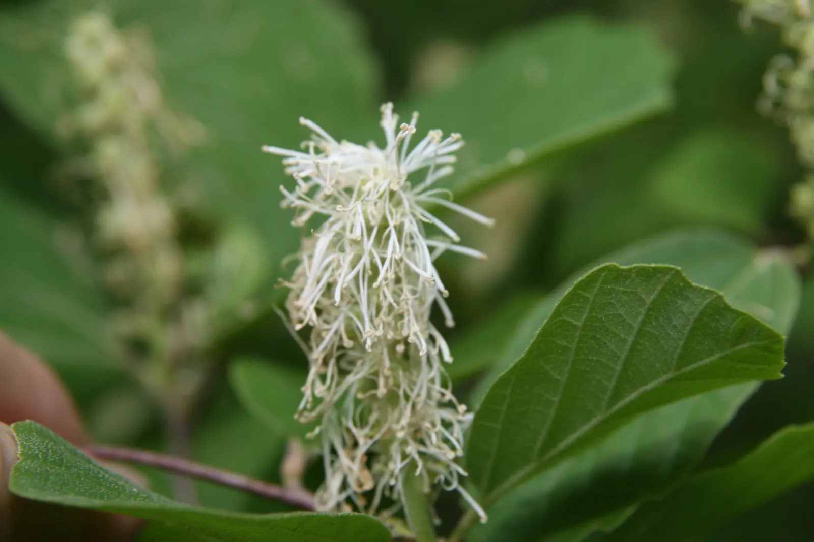 Dwarf Forthergilla (Fothergilla Gardenii) — Dwarf Fothergilla can serve as an exquisite foreground plant or be grouped for a striking mass planting; primarily