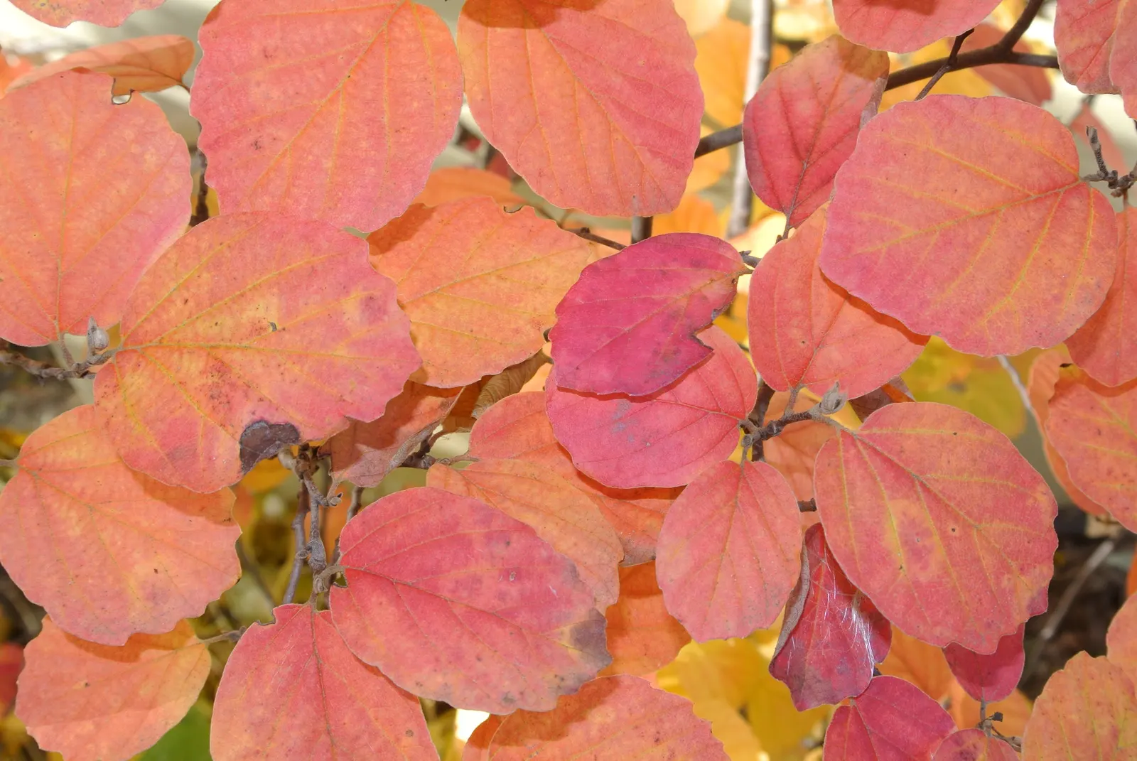 Dwarf Forthergilla (Fothergilla Gardenii) — acidic soils with good drainage; reaching 2-3 feet tall and just as wide, it is a compact choice for small gardens