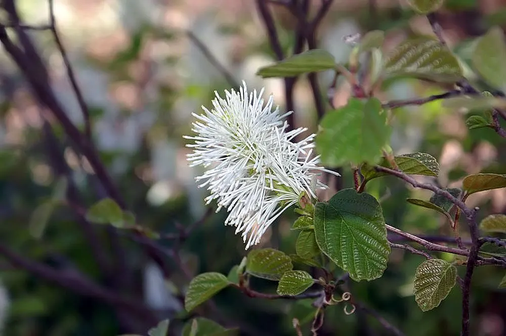 Dwarf Forthergilla (Fothergilla Gardenii) — primarily for shaping or removing any damaged wood