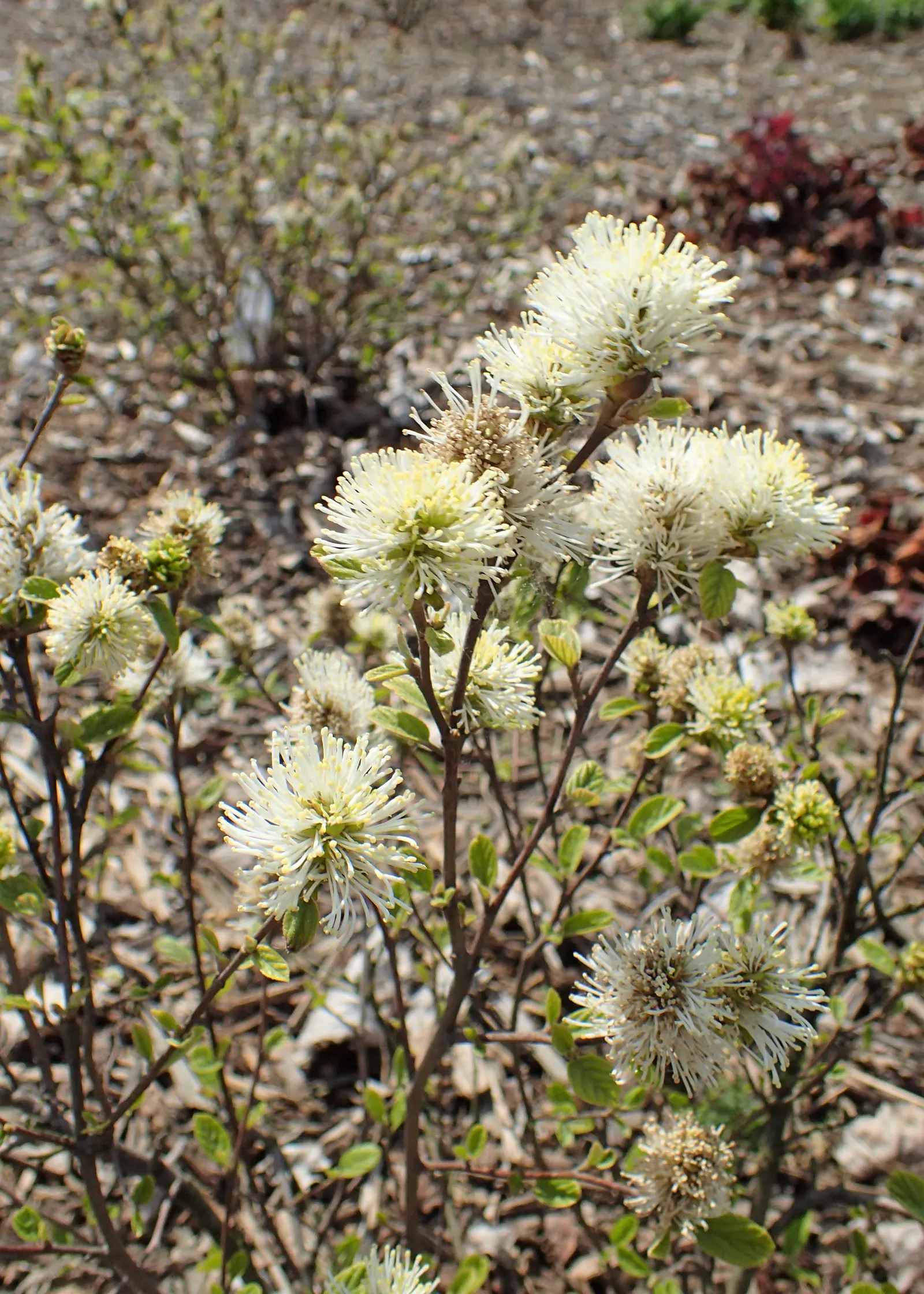 Dwarf Forthergilla (Fothergilla Gardenii) — demonstrating a robust tolerance for different conditions; bottlebrush-like white blooms which appear before the