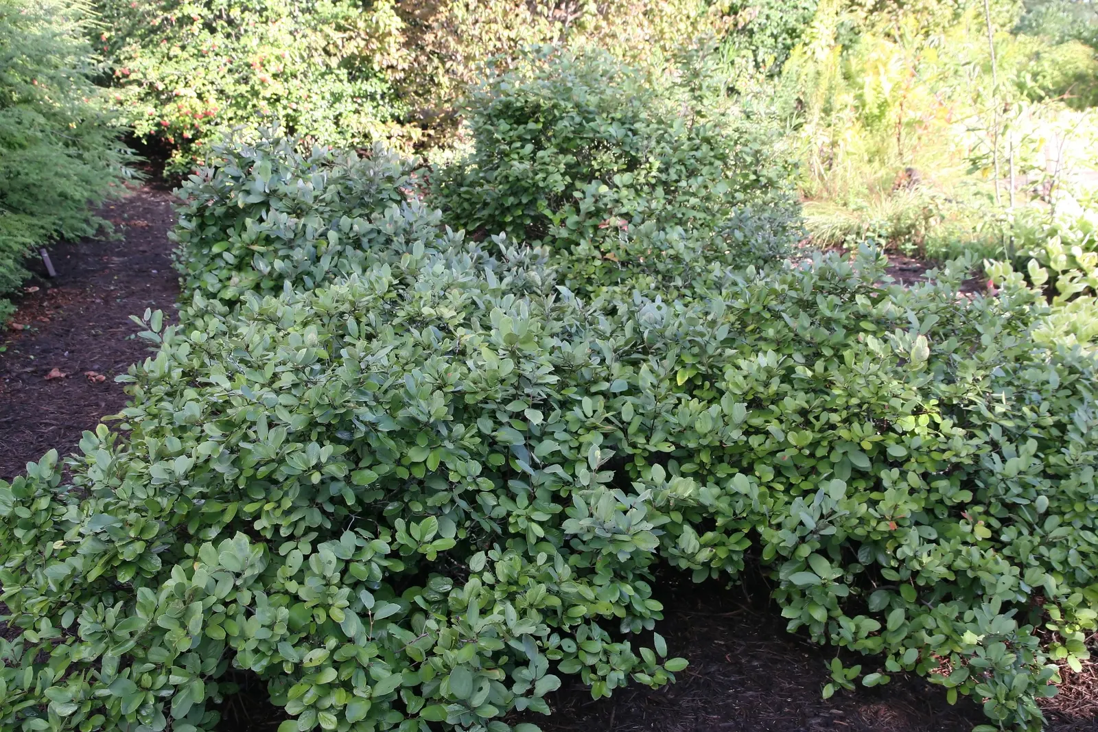 Dwarf Forthergilla (Fothergilla Gardenii) — creating an eye-catching display against the bare branches