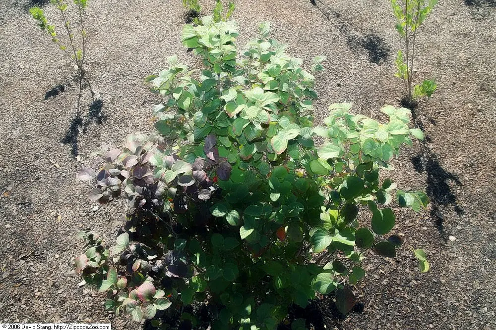 Dwarf Forthergilla (Fothergilla Gardenii) — demonstrating a robust tolerance for different conditions