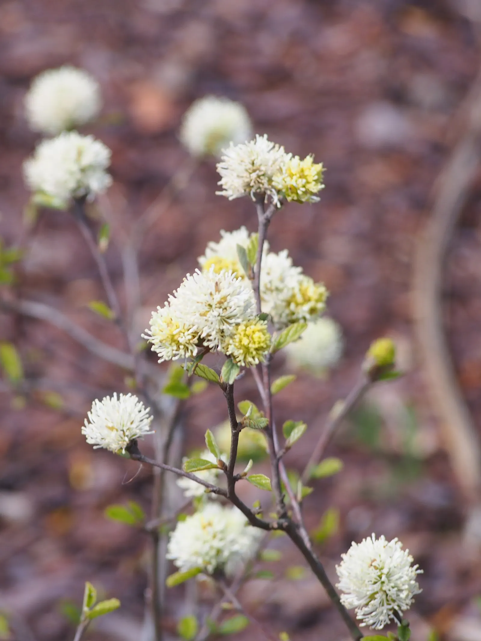 Dwarf Forthergilla (Fothergilla Gardenii) — adding a warm palette to the cooling landscape.<br><br>Maintenance-wise