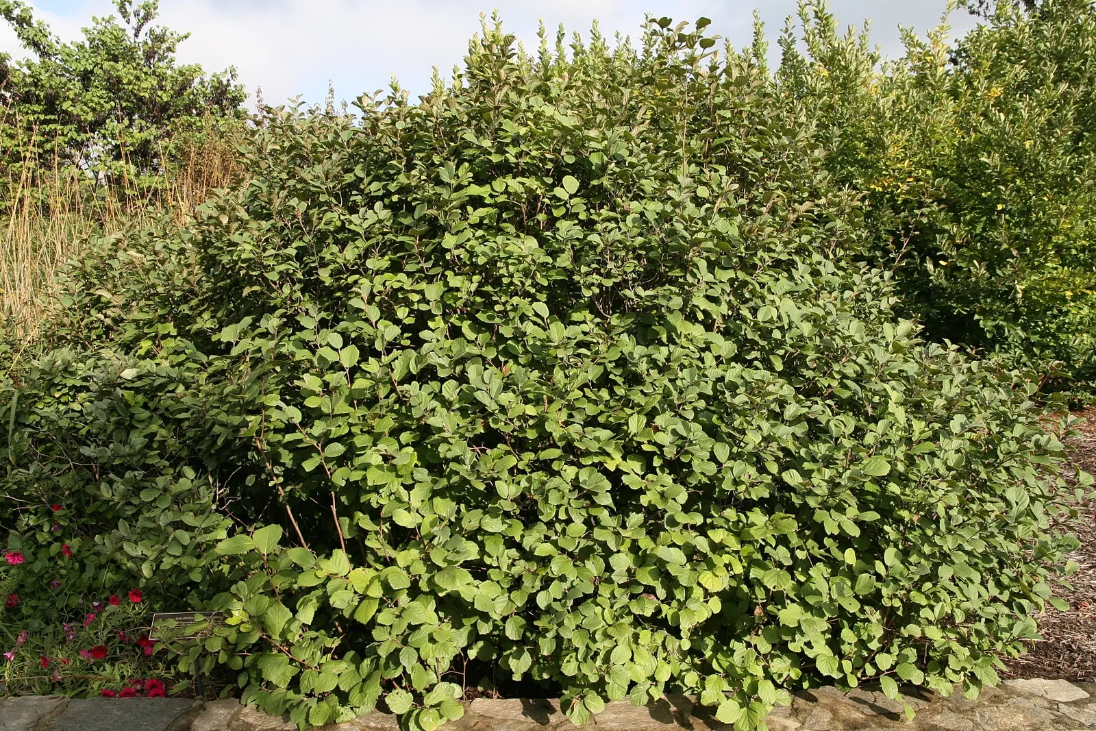 Dwarf Forthergilla (Fothergilla Gardenii) — the Dwarf Fothergilla truly shines as its foliage transitions into a stunning display of yellows; shrub with white