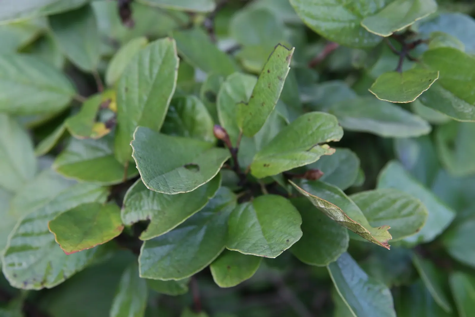 Dwarf Forthergilla (Fothergilla Gardenii) — bottlebrush-like white blooms which appear before the foliage