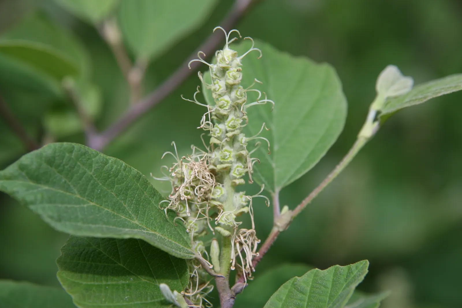 Dwarf Forthergilla (Fothergilla Gardenii) — the Dwarf Fothergilla is hardy in USDA zones 5 through 8