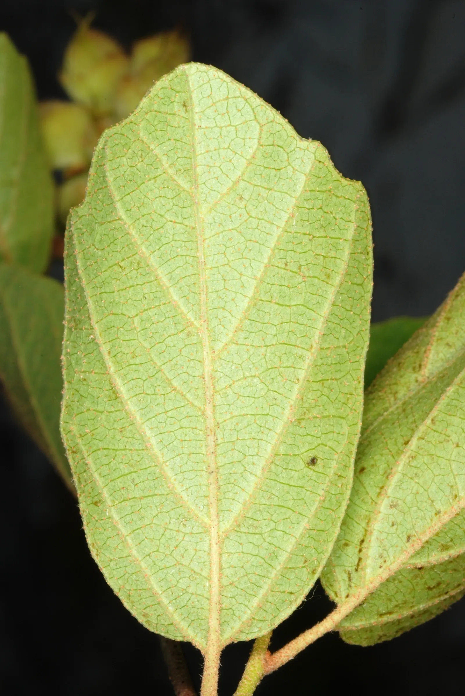 Dwarf Forthergilla (Fothergilla Gardenii) — acidic soils with good drainage