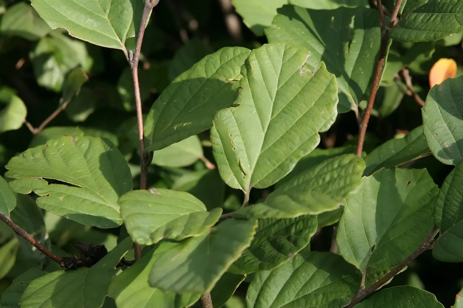 Dwarf Forthergilla (Fothergilla Gardenii) — bottlebrush-like white blooms which appear before the foliage; demonstrating a robust tolerance for different