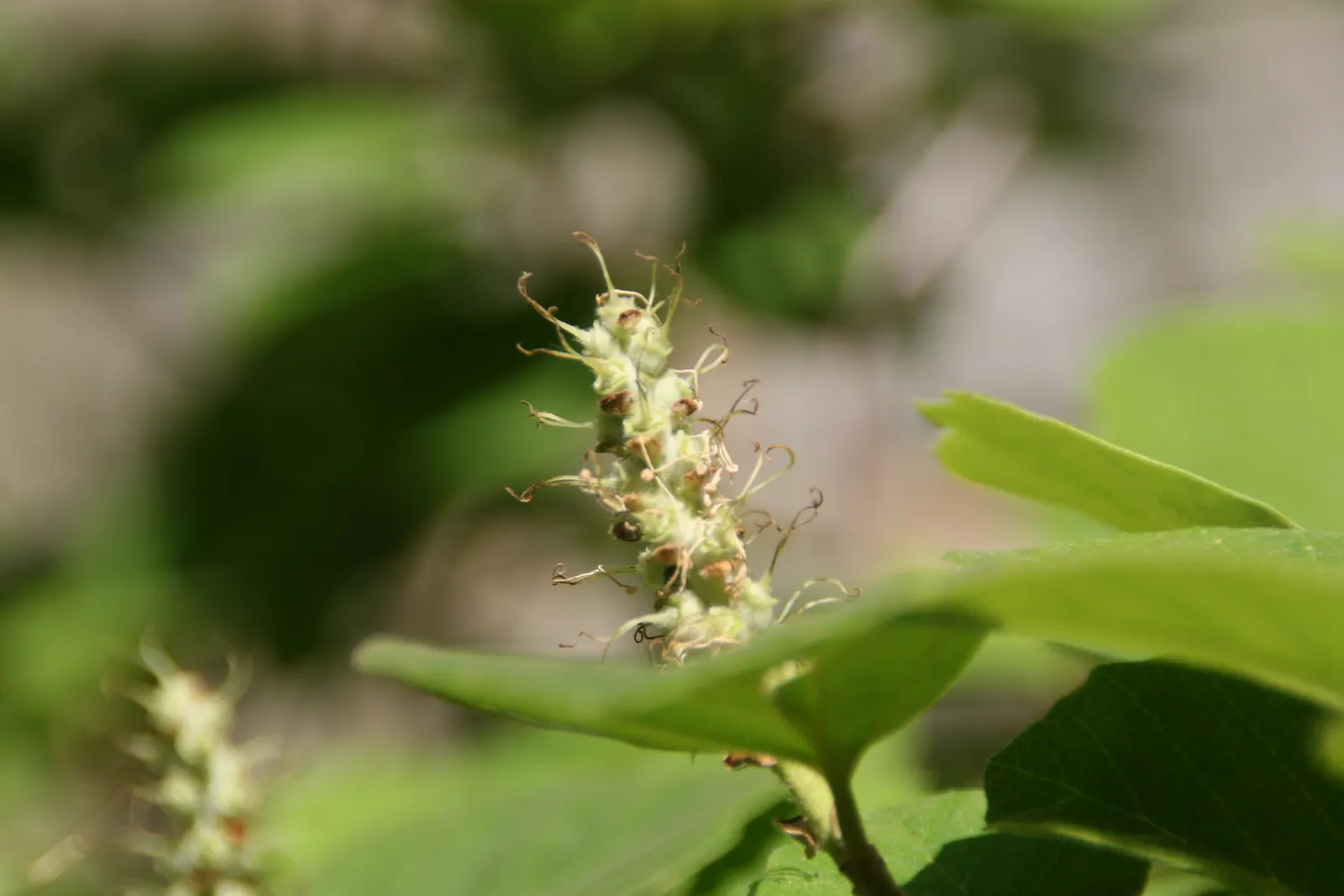 Dwarf Forthergilla (Fothergilla Gardenii) — deciduous shrub that enhances the landscape with its multitude of seasonal interests