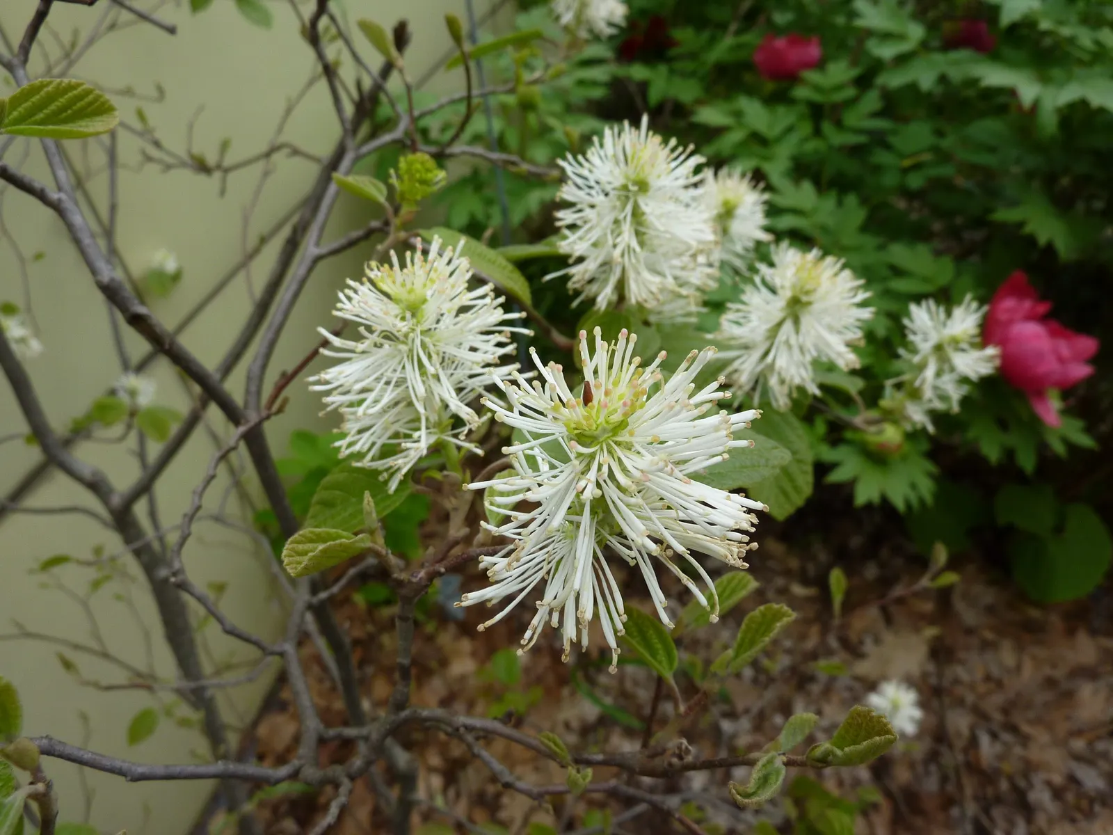 Dwarf Forthergilla (Fothergilla Gardenii) — shrub for half or shade