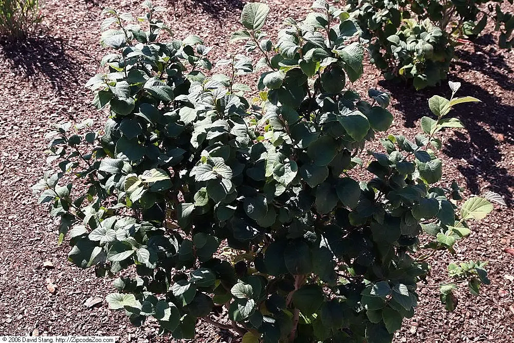 Dwarf Forthergilla (Fothergilla Gardenii) — shrub with white blooms