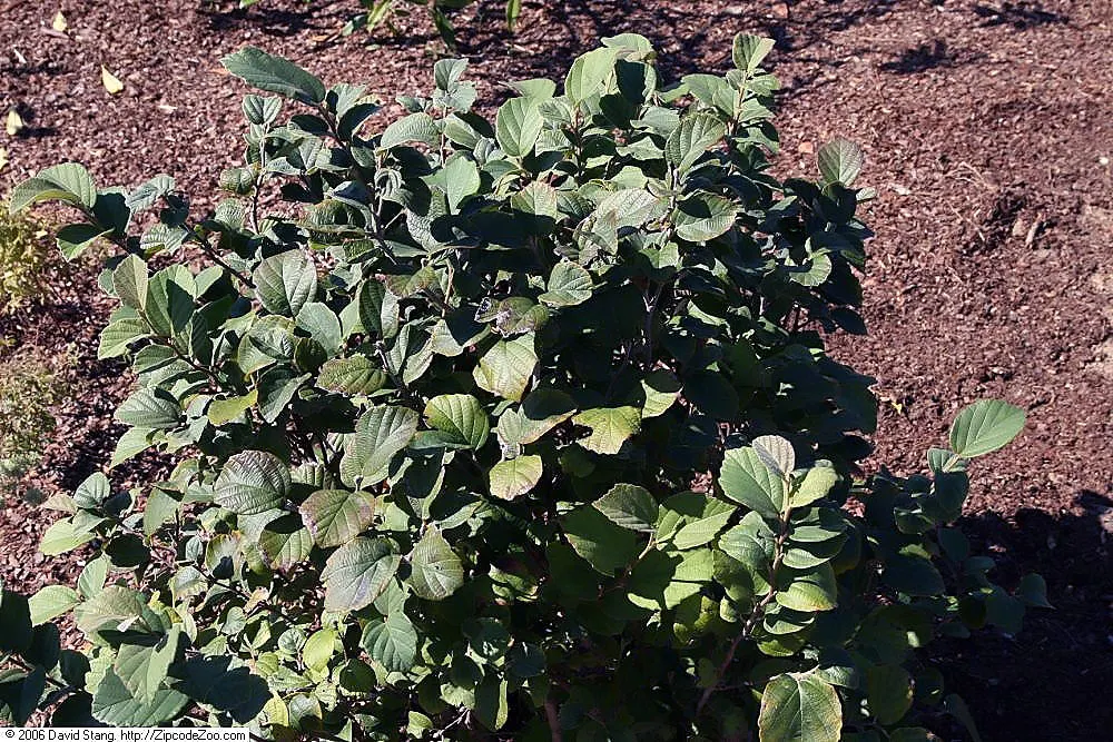 Dwarf Forthergilla (Fothergilla Gardenii) — Notable for its superb fall foliage showing in hues of orange, red, and yellow
