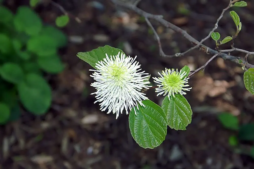 Dwarf Forthergilla (Fothergilla Gardenii) — although it thrives best in moist