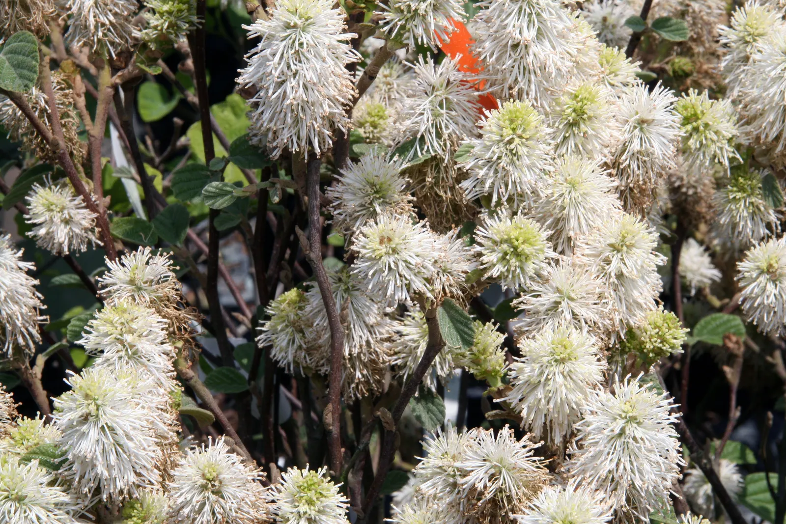 Dwarf Forthergilla (Fothergilla Gardenii) — shrub with white blooms; the Dwarf Fothergilla truly shines as its foliage transitions into a stunning display of
