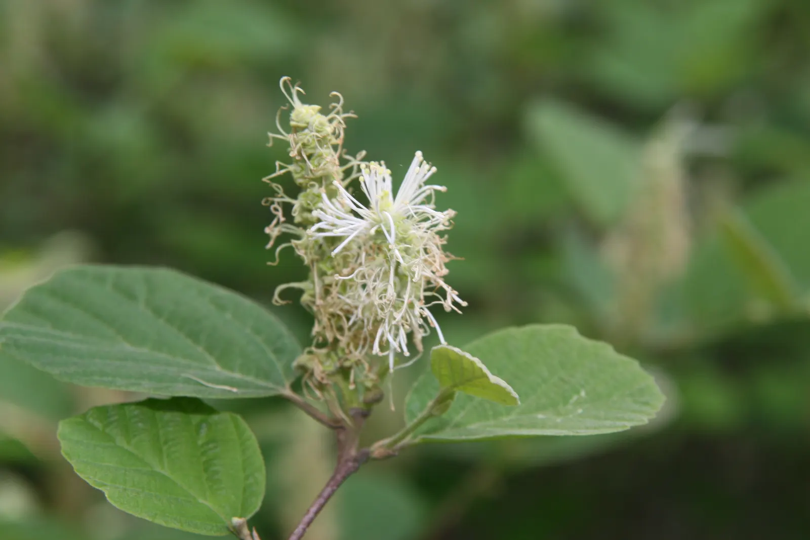 Dwarf Forthergilla (Fothergilla Gardenii) — shrub for half or shade; offering year-round interest from its spring blooms to its autumnal leaf display