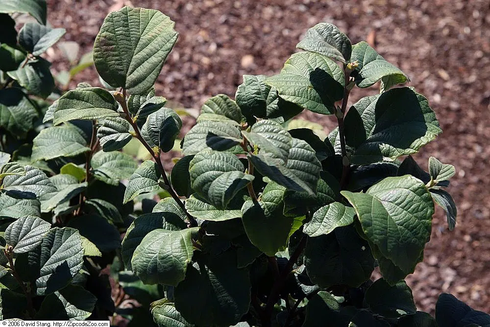Dwarf Forthergilla (Fothergilla Gardenii) — Dwarf Fothergilla (Fothergilla gardenii) is a deciduous shrub