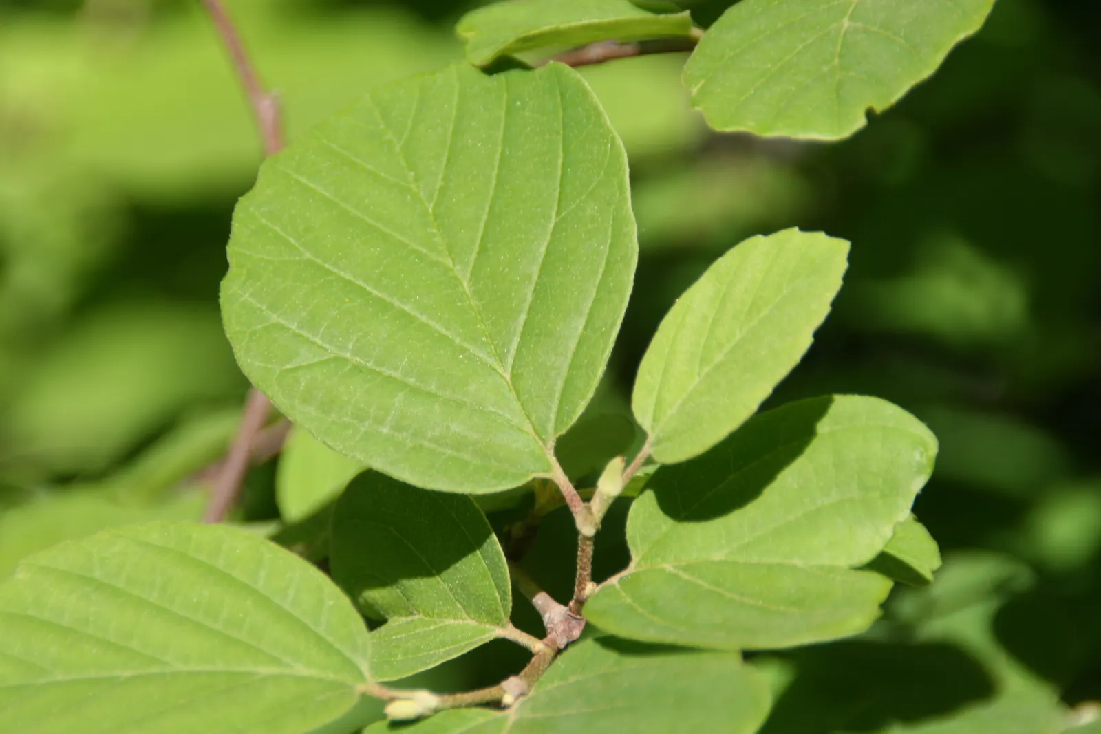 Dwarf Forthergilla (Fothergilla Gardenii) — the Dwarf Fothergilla is hardy in USDA zones 5 through 8; low maintenance, it offers multi-season interest