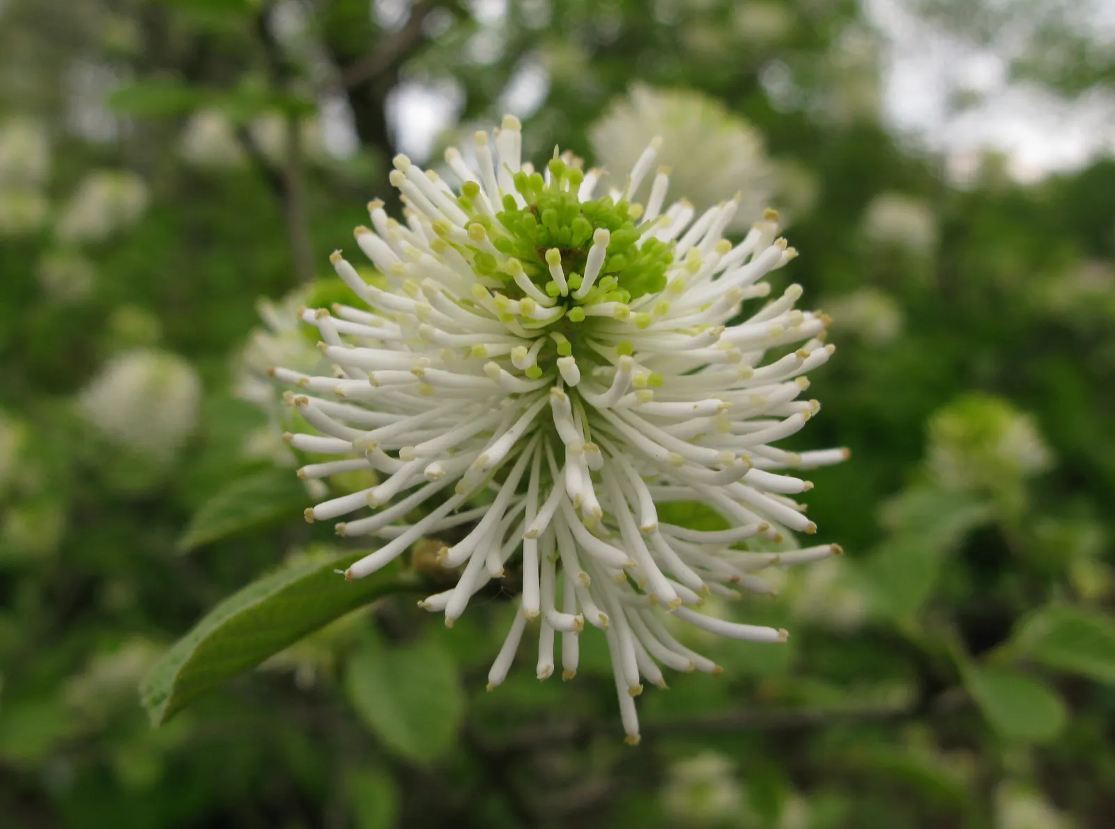 Dwarf Forthergilla (Fothergilla Gardenii) — Fothergilla gardenii requires minimal pruning; creating an eye-catching display against the bare branches