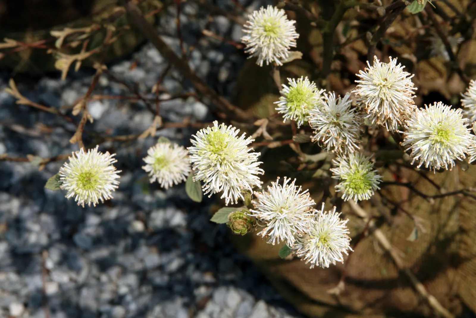 Dwarf Forthergilla (Fothergilla Gardenii) — making it a readily manageable option for gardeners of all skill levels.<br><br>In a landscape design