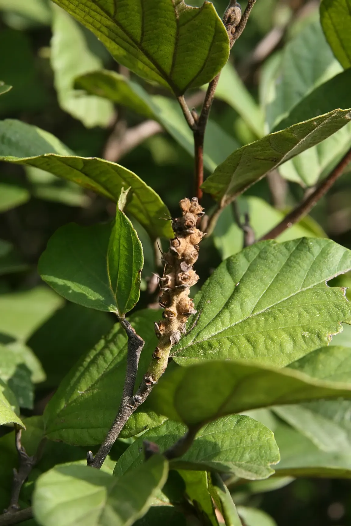 Dwarf Forthergilla (Fothergilla Gardenii) — It's pest-resistant and generally free from serious disease problems