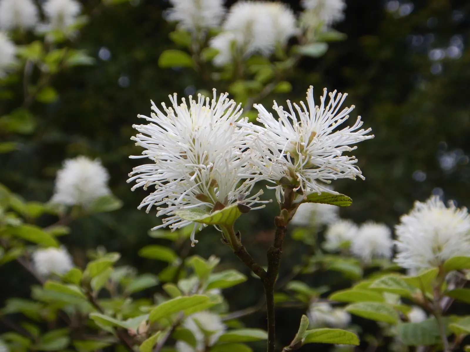 Dwarf Forthergilla (Fothergilla Gardenii) — Reaching 2-3 feet tall and just as wide, it is a compact choice for small gardens