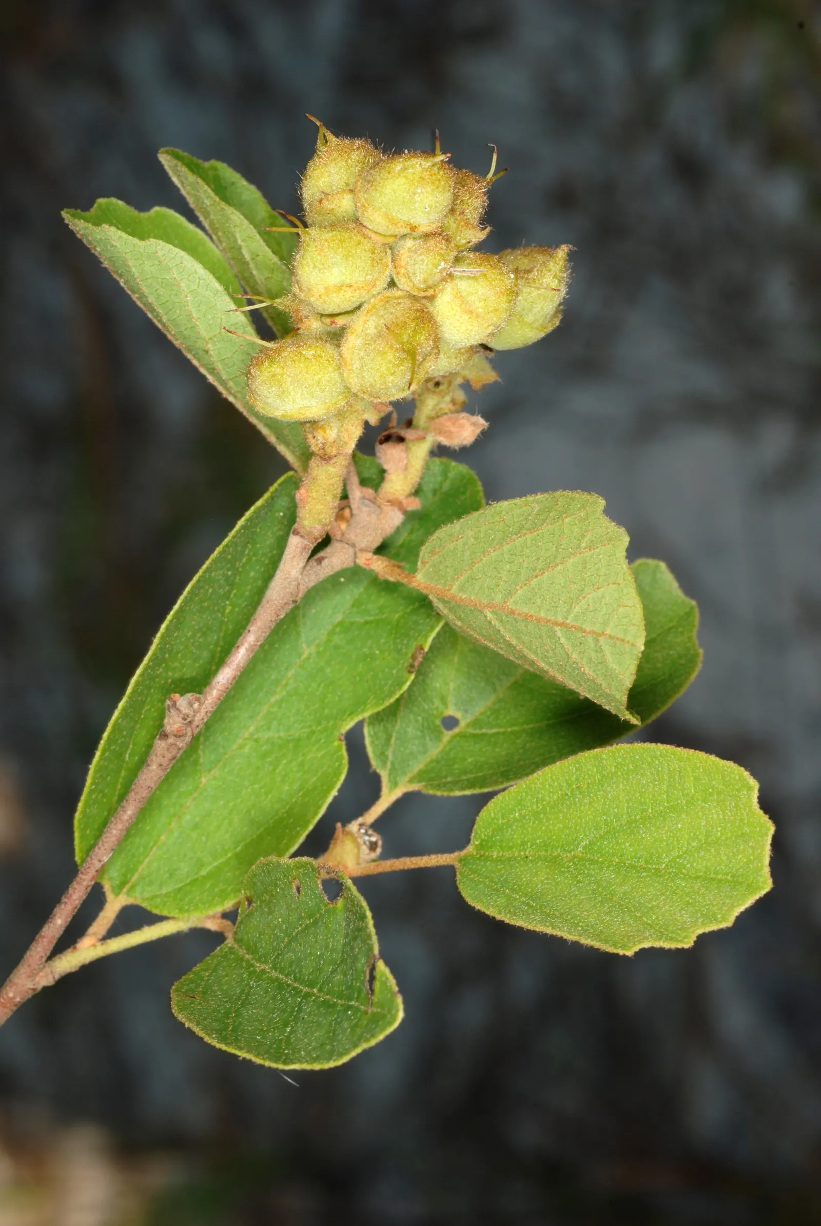 Dwarf Forthergilla (Fothergilla Gardenii) — Fothergilla gardenii requires minimal pruning