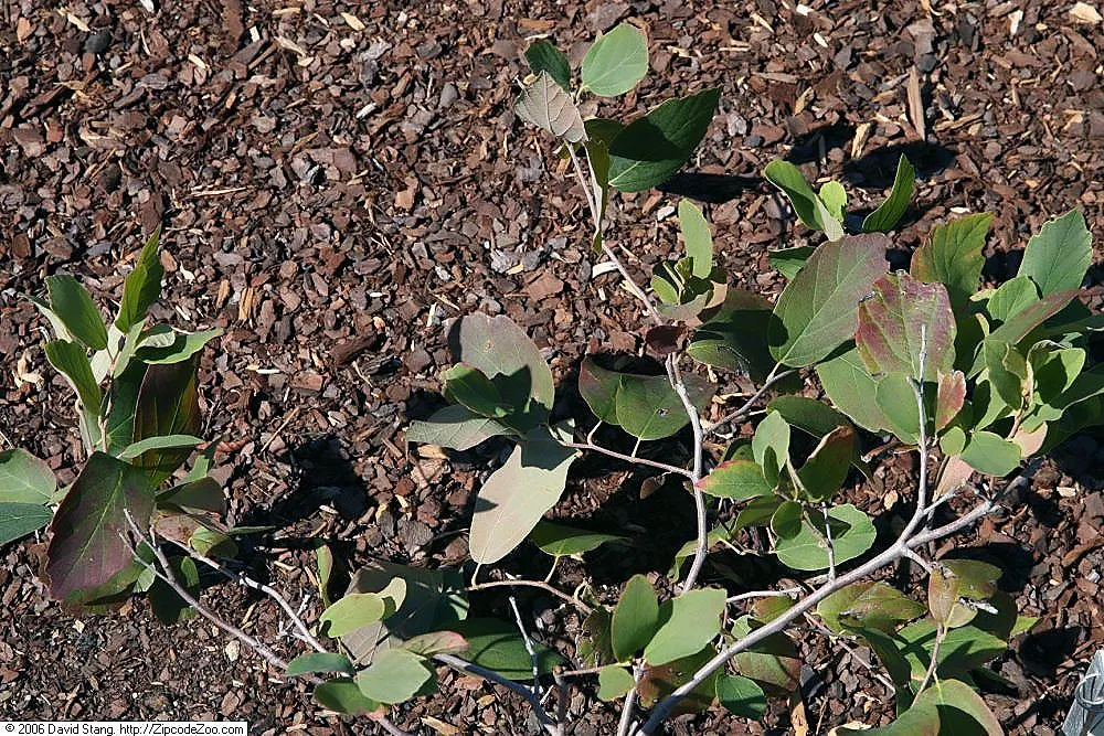 Dwarf Forthergilla (Fothergilla Gardenii) — primarily for shaping or removing any damaged wood; dwarf Fothergilla can serve as an exquisite foreground plant or