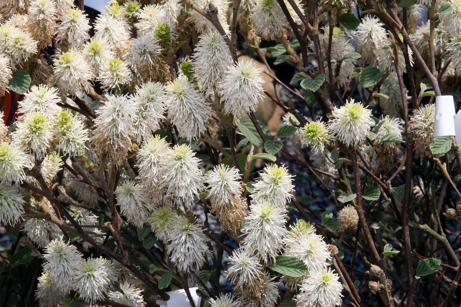 Dwarf Forthergilla (Fothergilla Gardenii) — offering year-round interest from its spring blooms to its autumnal leaf display; shrub for half or shade