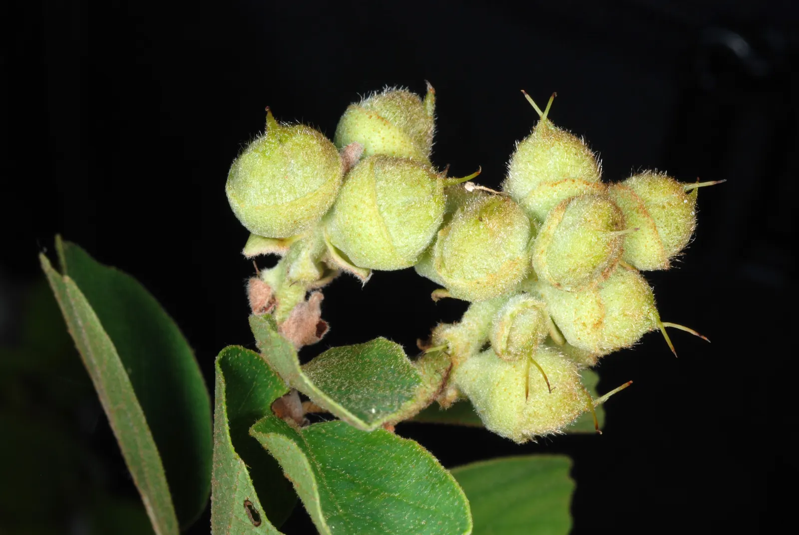Dwarf Forthergilla (Fothergilla Gardenii) — although it thrives best in moist; making it a readily manageable option for gardeners of all skill