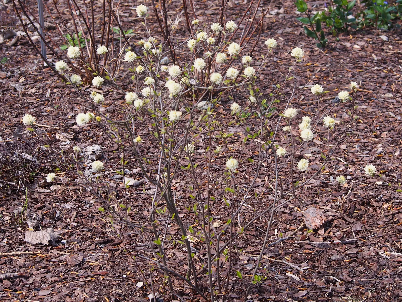 Dwarf Forthergilla (Fothergilla Gardenii) — Notable for its superb fall foliage showing in hues of orange, red, and yellow; it's pest-resistant and generally