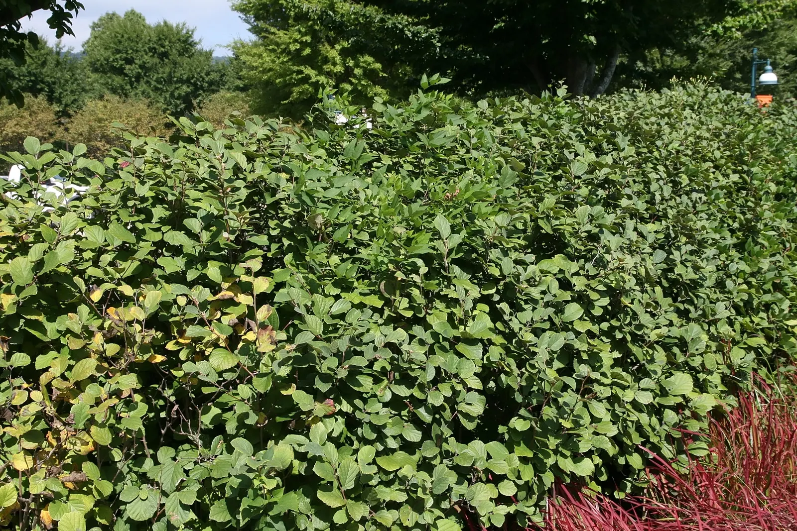 Dwarf Forthergilla (Fothergilla Gardenii) — Thrives in part shade to full sun and prefers acidic, moist, well-drained soil; dwarf Fothergilla (Fothergilla