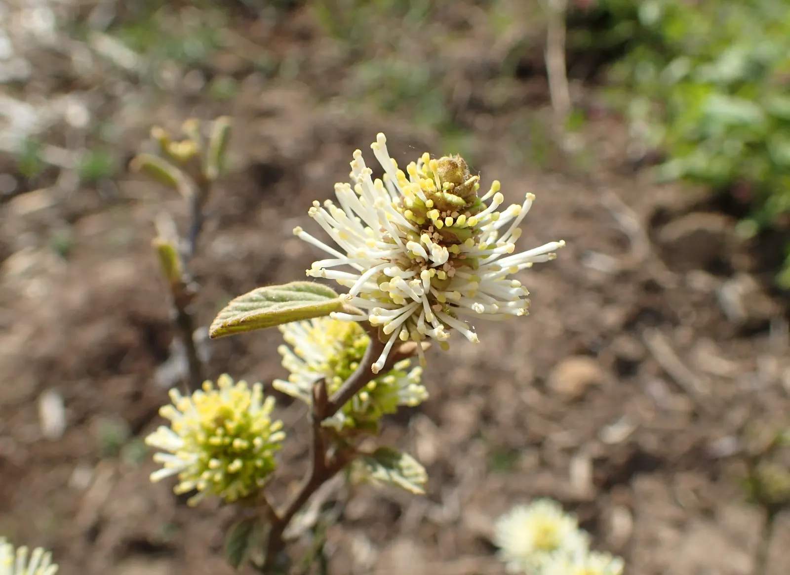 Dwarf Forthergilla (Fothergilla Gardenii) — slow-growing species typically reaches 2 to 3 feet in height with a similar spread; white flowers in the garden