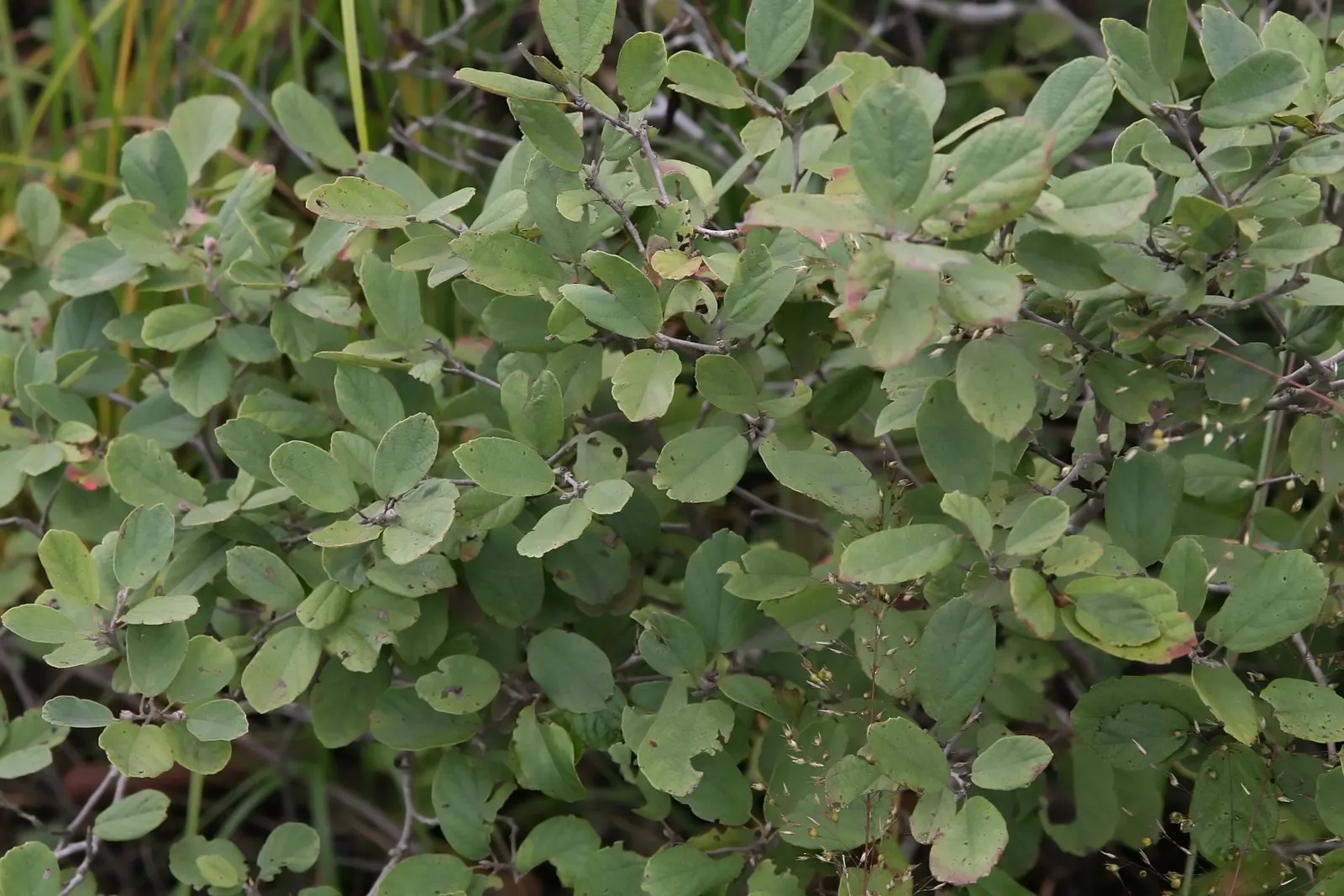 Dwarf Forthergilla (Fothergilla Gardenii) — Reaching 2-3 feet tall and just as wide, it is a compact choice for small gardens; acidic soils with good drainage
