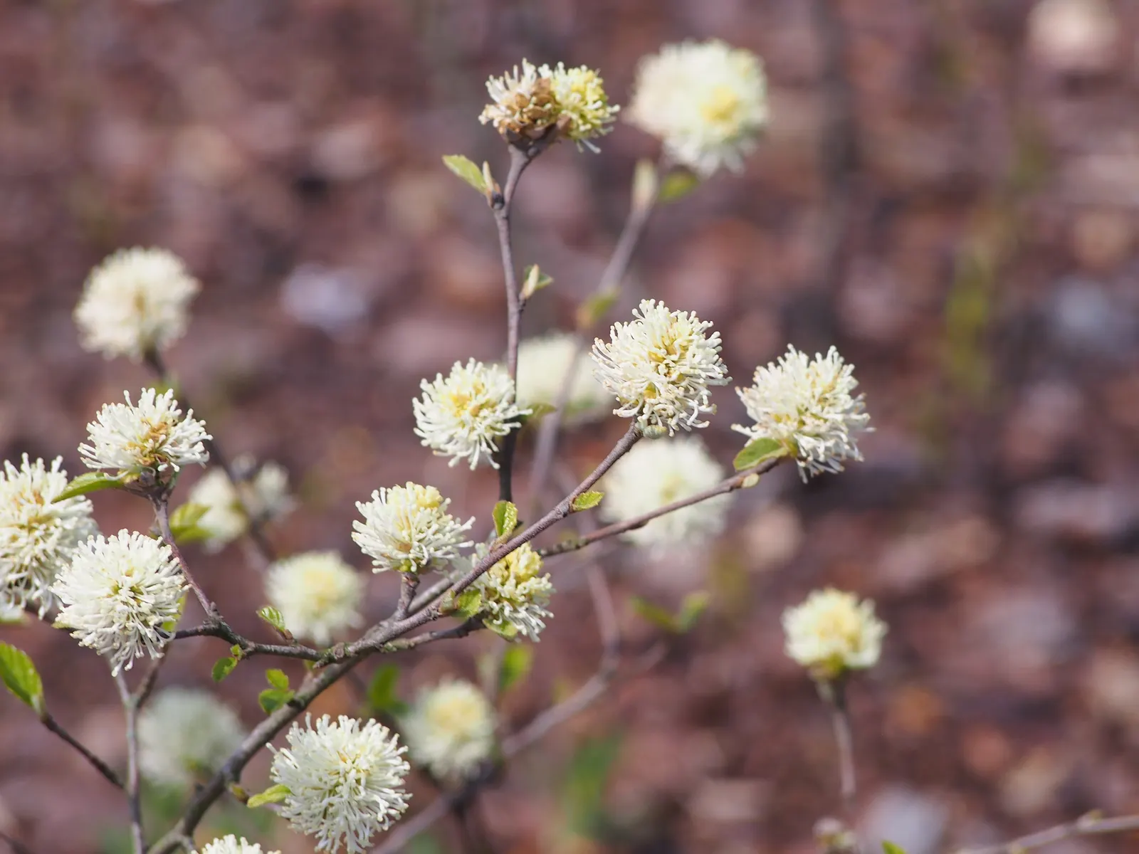 Dwarf Forthergilla (Fothergilla Gardenii) — white flowers in the garden; slow-growing species typically reaches 2 to 3 feet in height with a similar spread