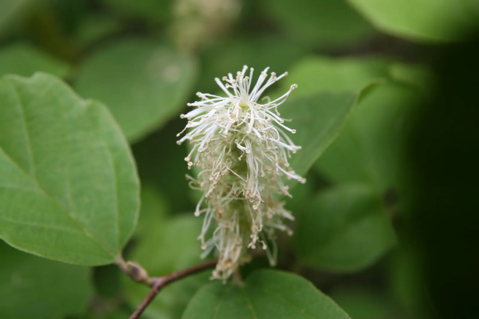 Dwarf Forthergilla (Fothergilla Gardenii) — white flowers in the garden