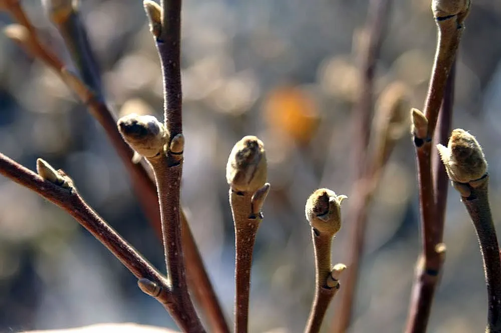 Dwarf Forthergilla (Fothergilla Gardenii) — Low maintenance, it offers multi-season interest