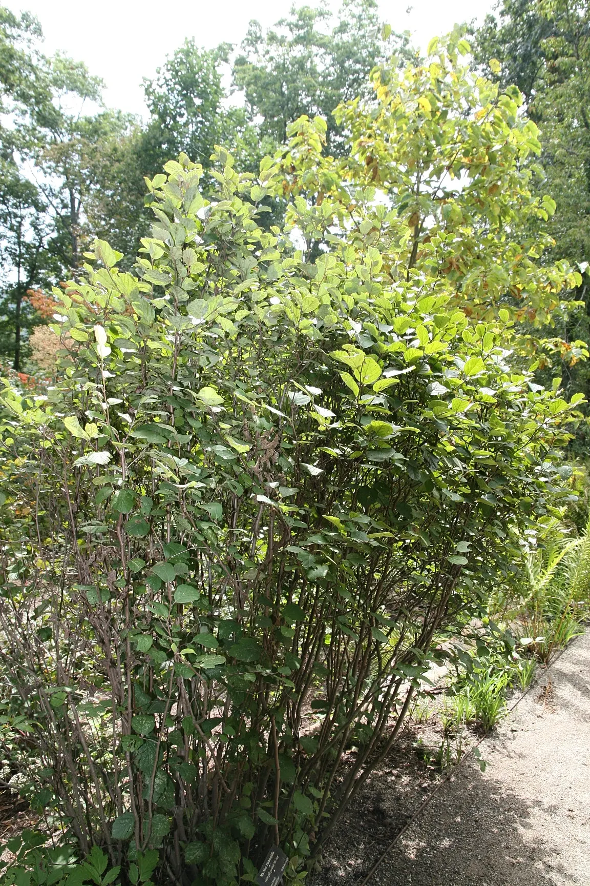 Dwarf Forthergilla (Fothergilla Gardenii) — slow-growing species typically reaches 2 to 3 feet in height with a similar spread