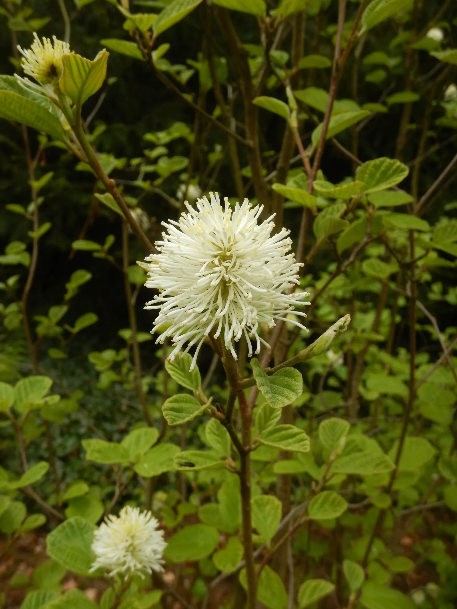 Dwarf Forthergilla (Fothergilla Gardenii) — offering year-round interest from its spring blooms to its autumnal leaf display