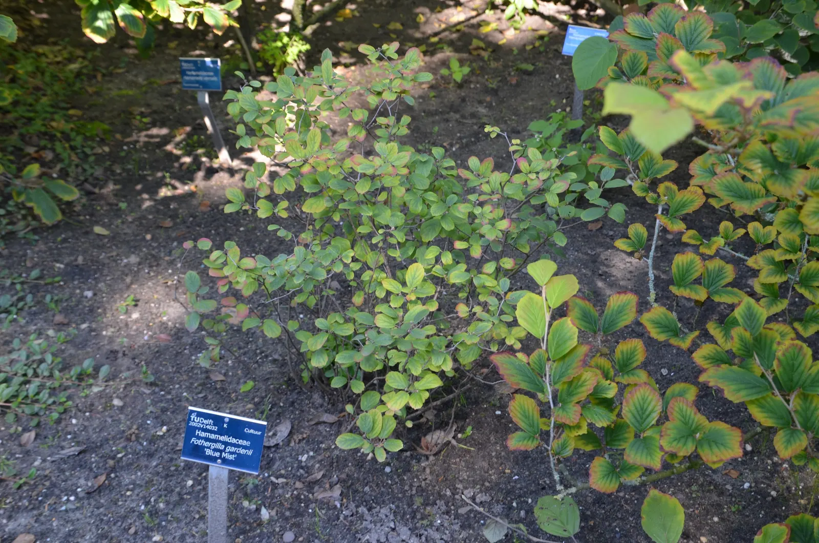 Dwarf Forthergilla (Fothergilla Gardenii) — adding a warm palette to the cooling landscape.<br><br>Maintenance-wise; deciduous shrub that enhances the
