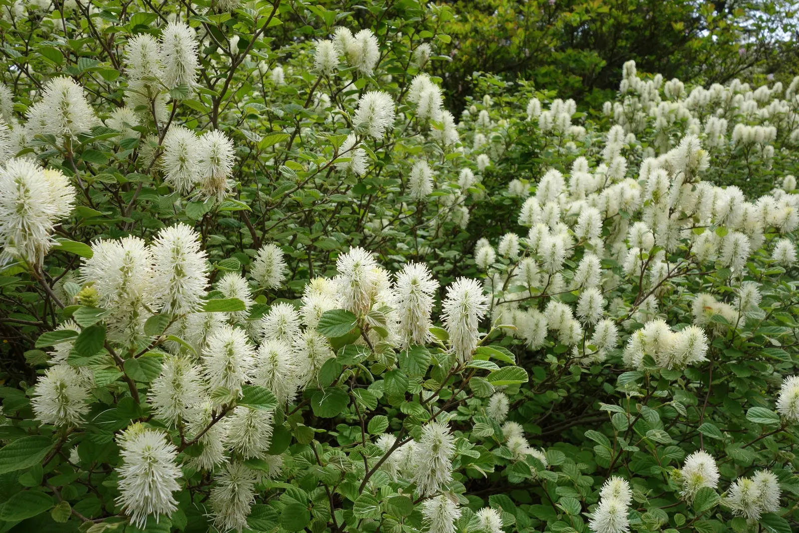 Dwarf Forthergilla (Fothergilla Gardenii) — creating an eye-catching display against the bare branches; fothergilla gardenii requires minimal pruning