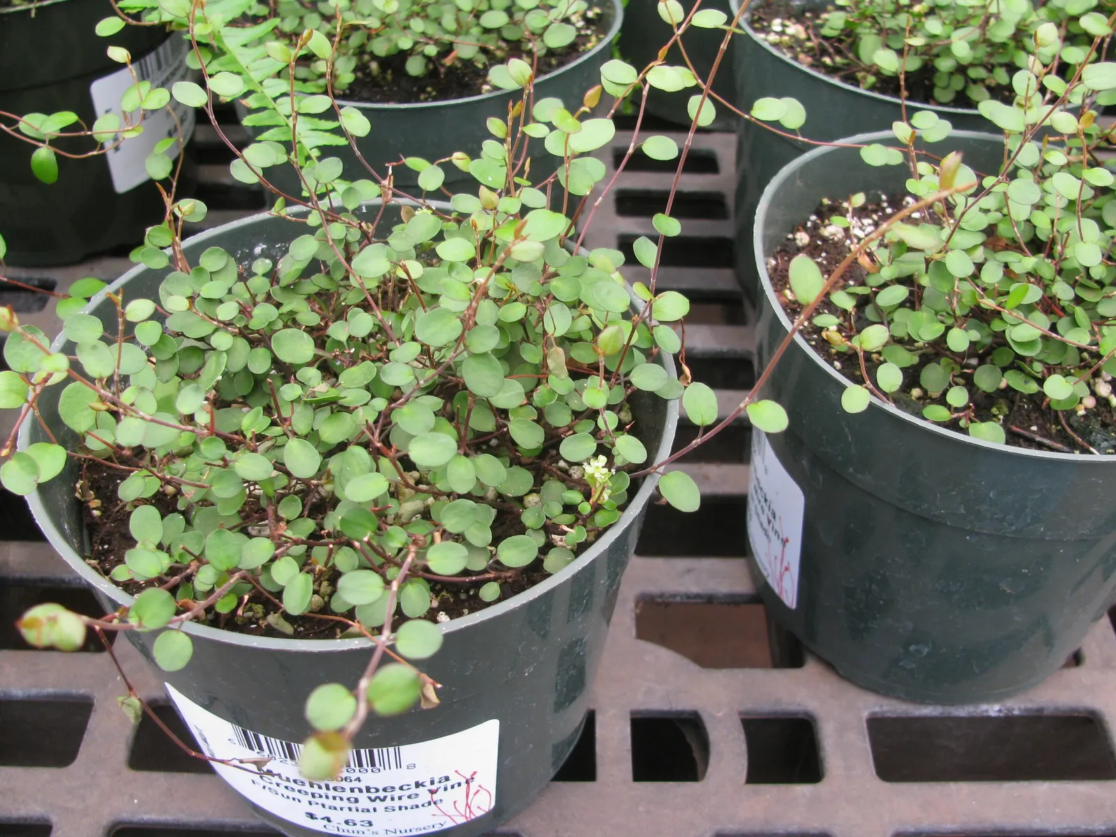 Creeping Wire Vine (Muehlenbecki Axillaris) — vigorous groundcover with delicately intertwining
