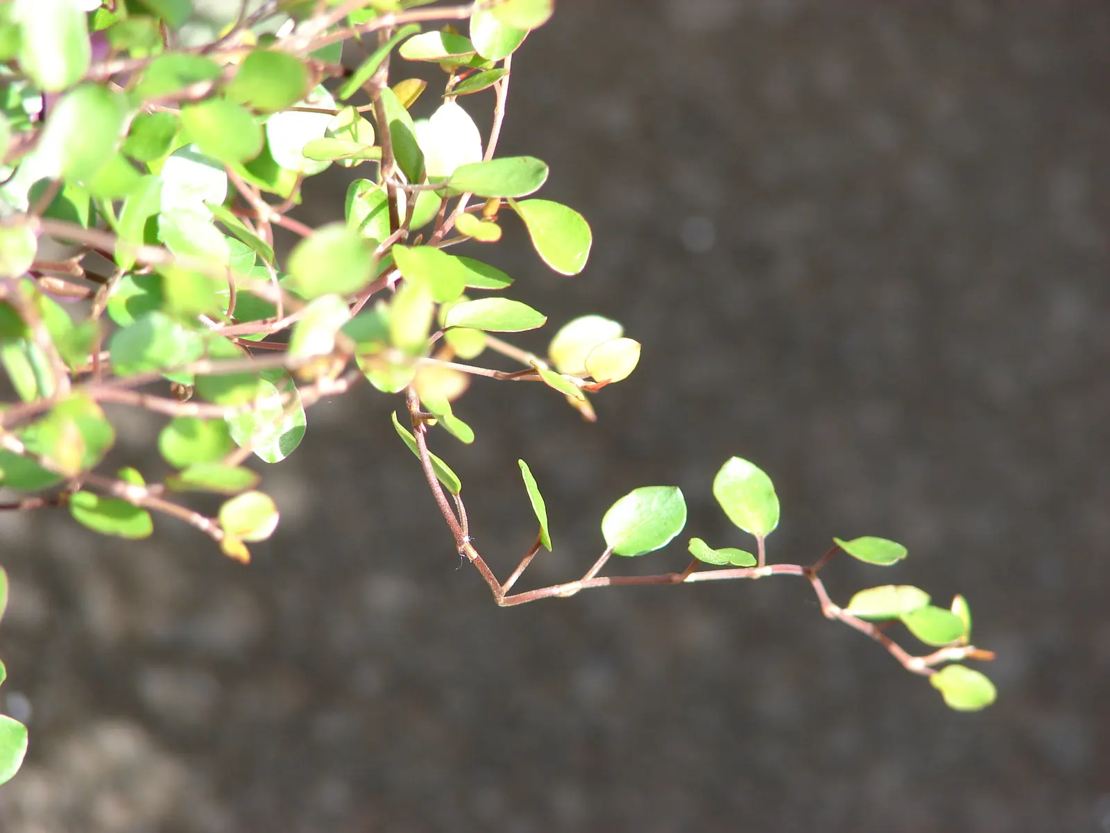 Creeping Wire Vine (Muehlenbecki Axillaris) — rounded leaves create dense
