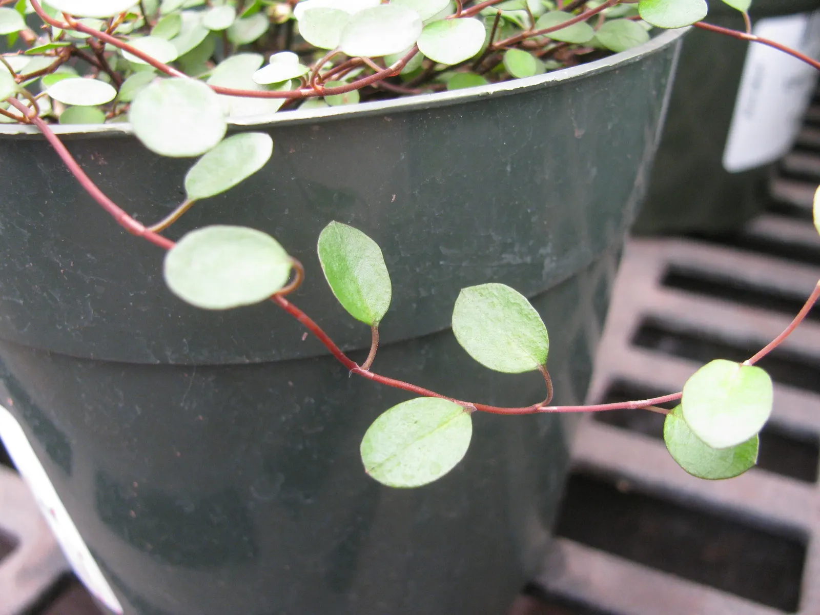Creeping Wire Vine (Muehlenbecki Axillaris) — scientifically known as Muehlenbeckia axillaris