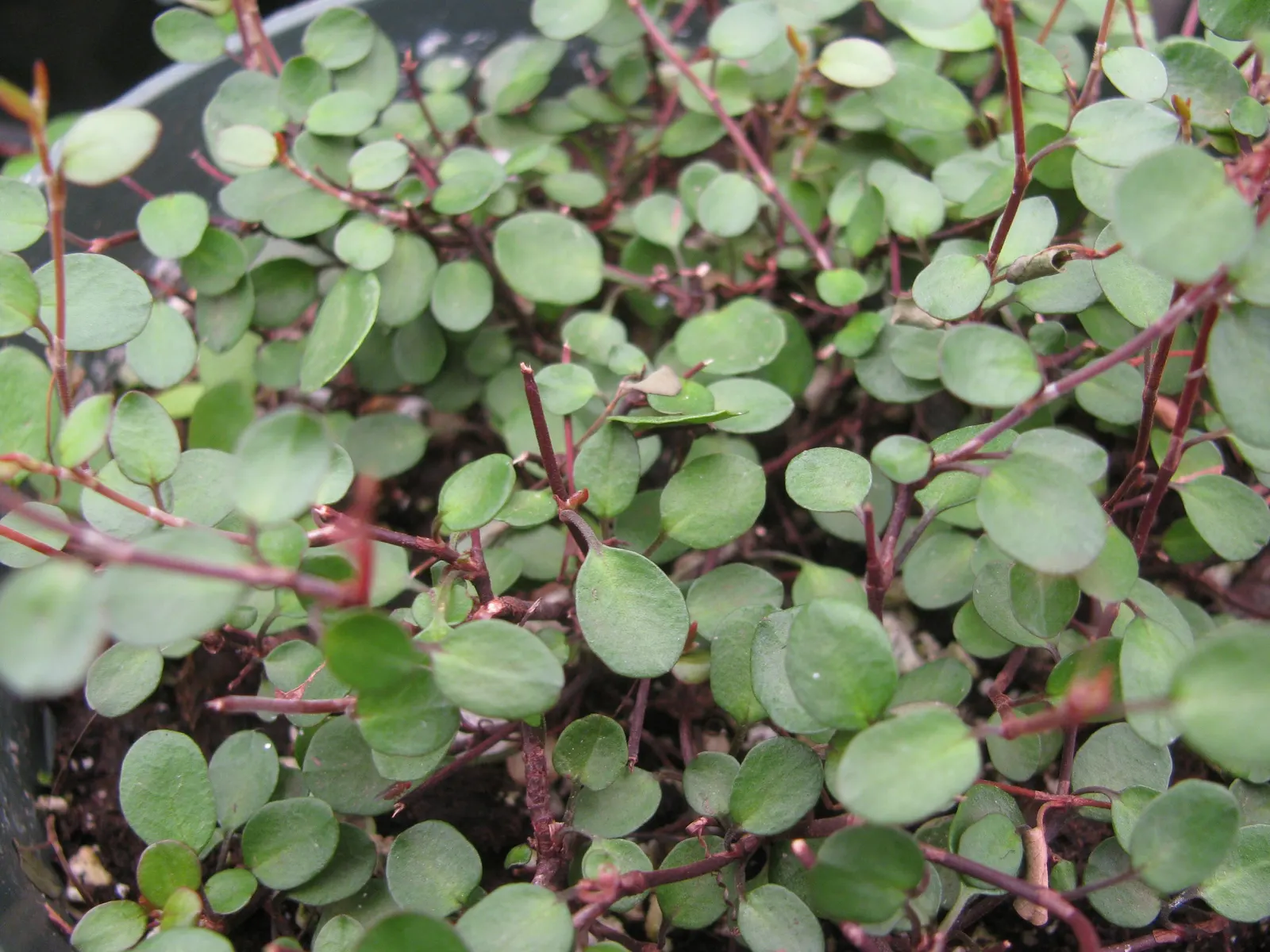 Creeping Wire Vine (Muehlenbecki Axillaris) — is a captivating groundcover that boasts remarkable versatility and resilience