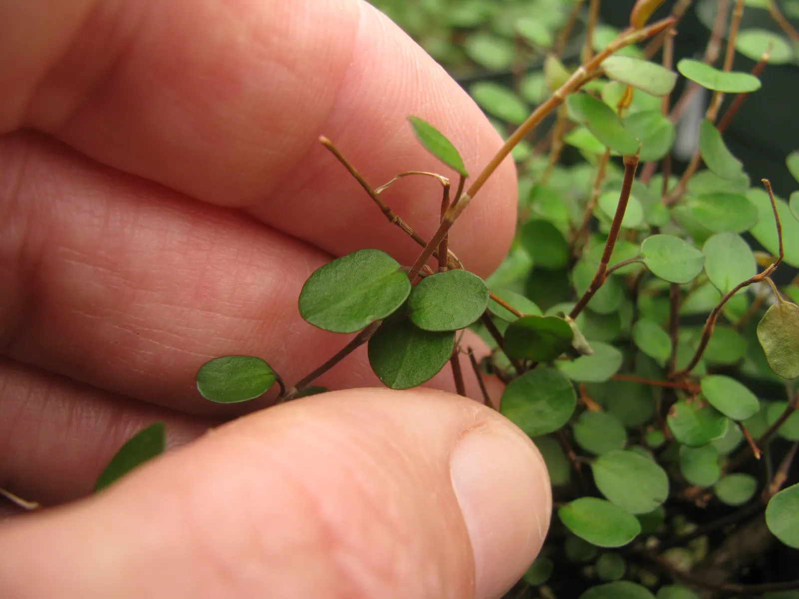 Creeping Wire Vine (Muehlenbecki Axillaris) — Ideal for filling gaps, this hardy plant tolerates a variety of soils and can grow in full sun to part shade