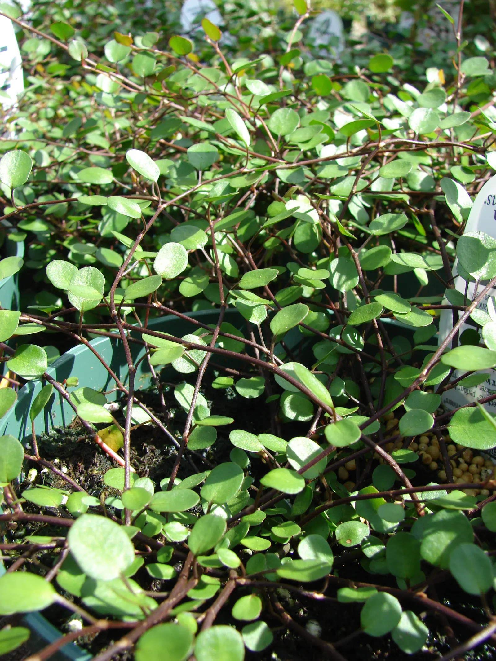 Creeping Wire Vine (Muehlenbecki Axillaris) — green mats that spread up to 18 inches wide